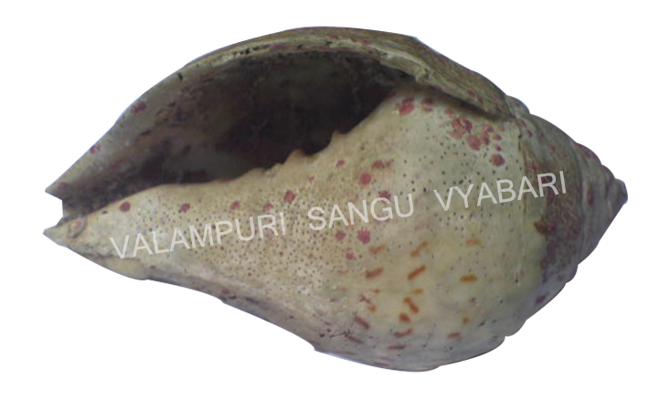 VALAMPURI SANGU SILDER